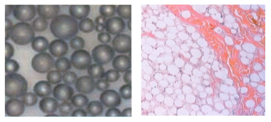 Ellanse'ni Yapısı Ellanse'ni Yapısı